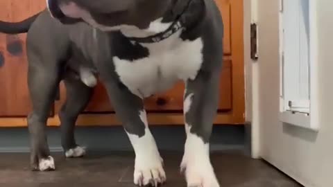 Very cute Pitbull answering the door