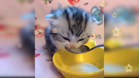 Lovely cat eating #viral