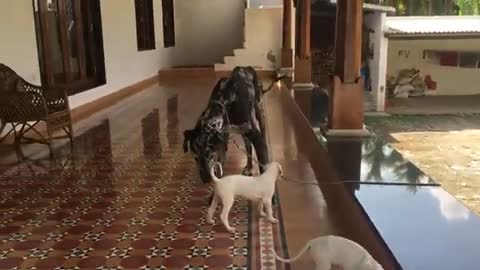 Mudhol Puppies meet Great Dane | Funniest & Cutest Puppies #72 - Funny Puppy vídeo 2021