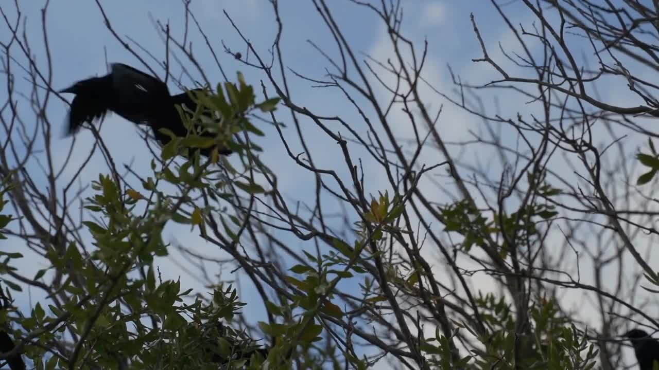 Slow Motion of Grackle Birds and Mallard Ducks at White Rock Lake Dallas Texas