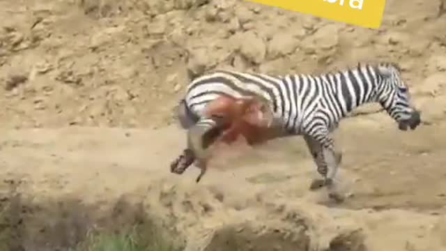 Watch this