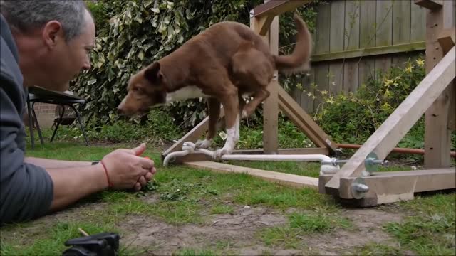 10 Best Trained and Disciplined Dogs in the World