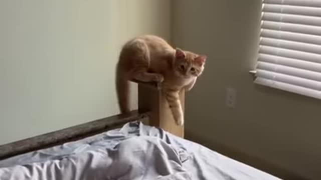 cat fighting with the owner