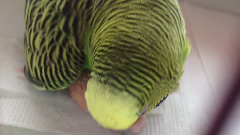 Cute parrot feeding its baby so Cute