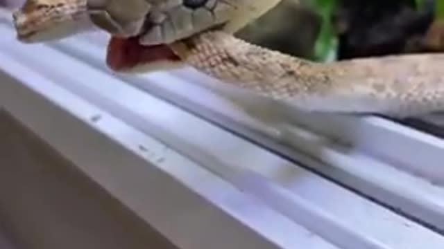 new trending snake video--snake hunt another one--for more -- video support kro guys