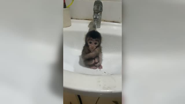 Baby monkey taking a bath