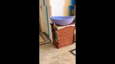 Funny animal videos 2023 - Funny cats/dogs - Funny animals
