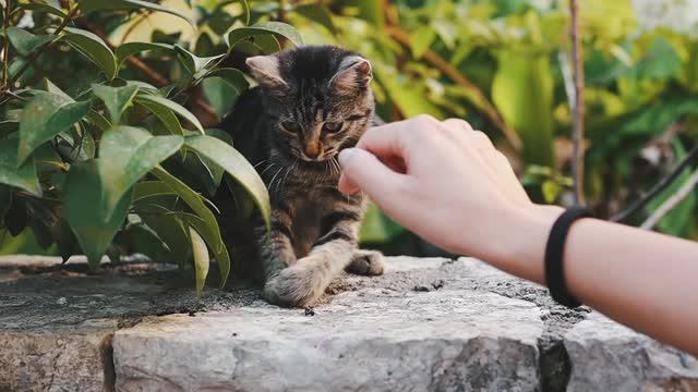 A lady playing with cat