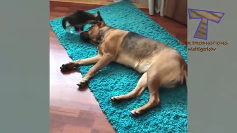 DOGS can be real pain in the neck for CATS - LAUGH with funny PET VIDEOS