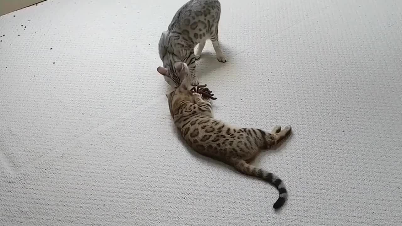 Bengal Kittens reacts to giant remote controlled Spider