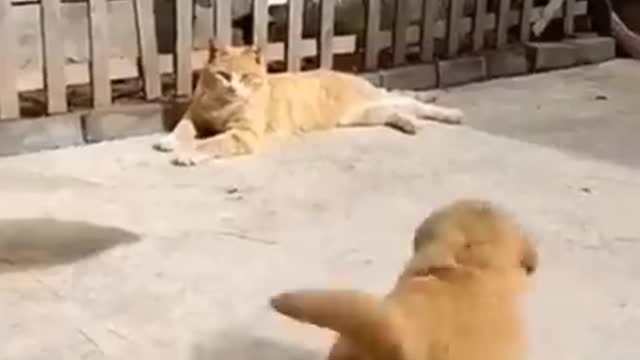 So funny cute ❤️ Dogs 🐶 and cats 🐱 part 1