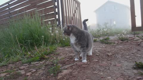 Two cats are playing in garden