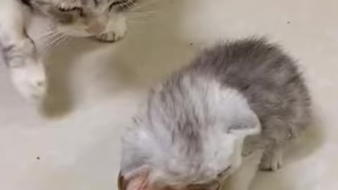 funny cat fight between each other