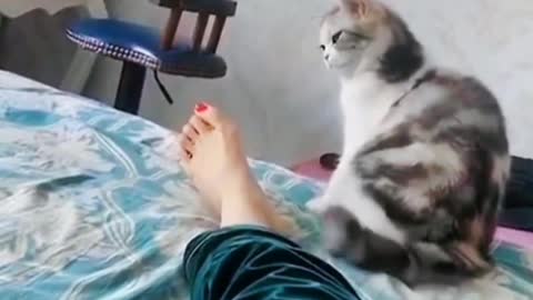 The kitten has a chevron-shaped mouth under its nose