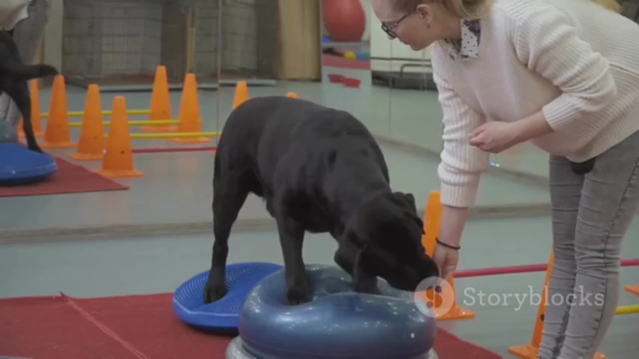 Brain Training for Dogs: Transform Your Pup's Behavior