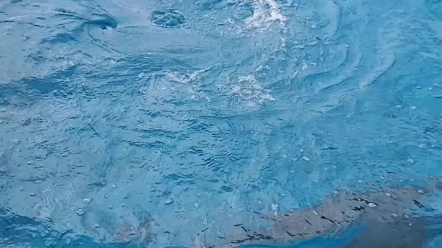 Cute Dolphins