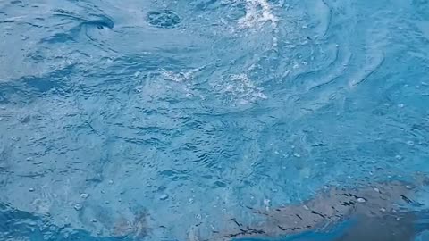Cute Dolphins