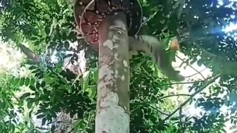 Wow snake climb down from tree