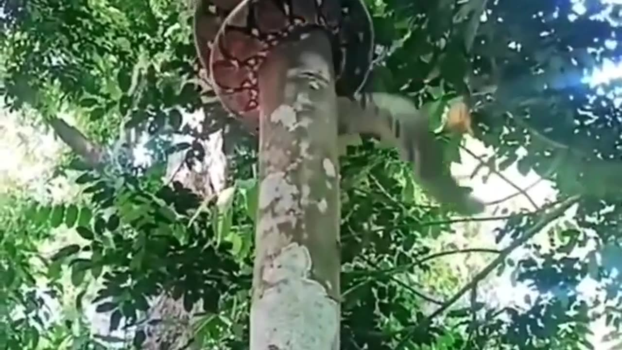 Wow snake climb down from tree