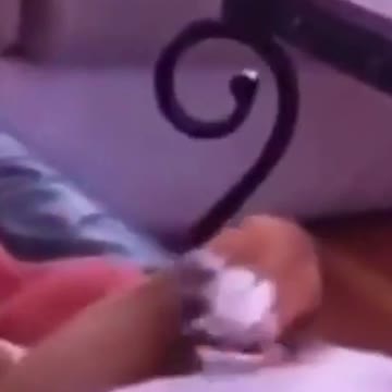 PETS NEVER LIE ABOUT LOVE-42 #shorts