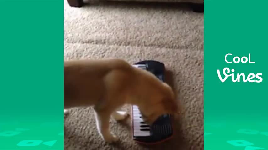 try not laugh very funny
