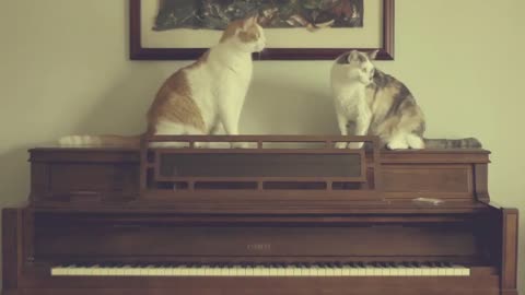 Peaceful soothing relaxing Cat's world piano music