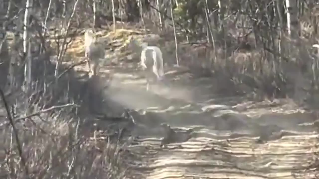 The curiosity of wild horses meeting a domesticated horse