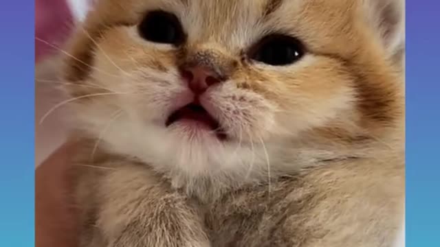 Cute and Smart Cat Video Compilation