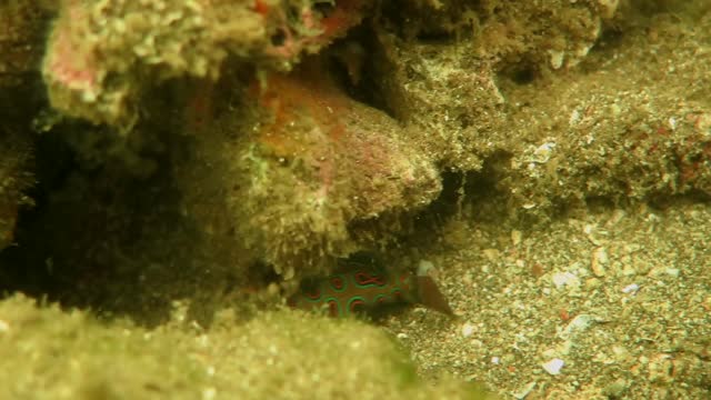 Dragonet Fish in Bali