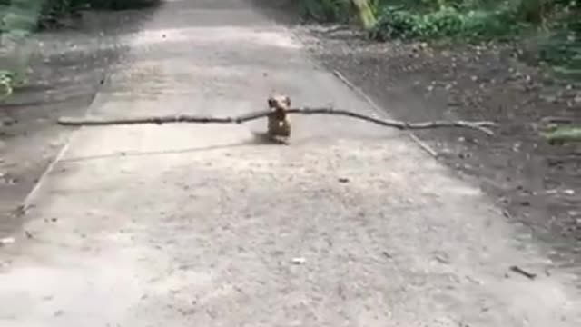 Healthy dog ​​nibbles tree branches