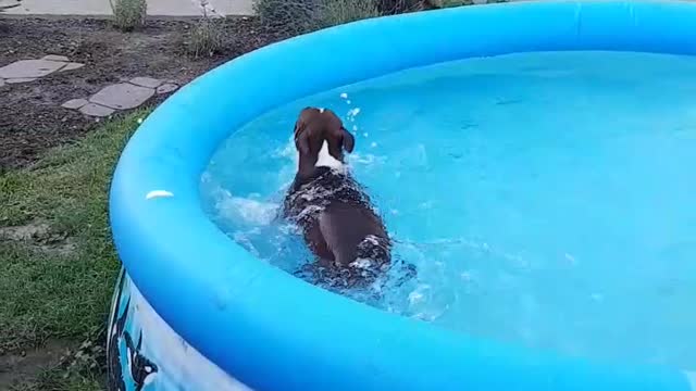 Dog loves to swim