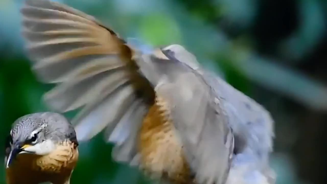 Paradise riflebird