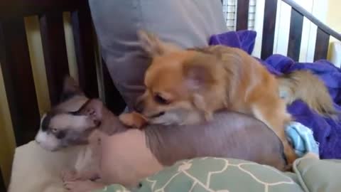 Sphynx Cat's ear wax cleaning session by Chihuahua Dylan