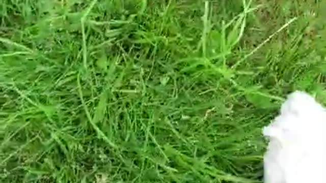 Maltese Puppy playing on green grass