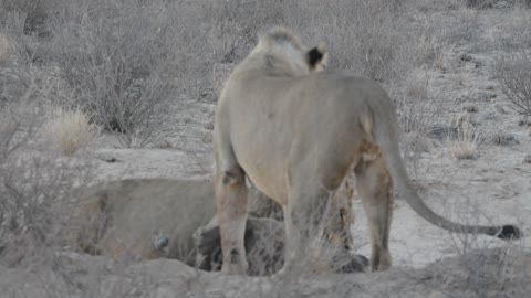 Lions Hunt a Brown Hyena