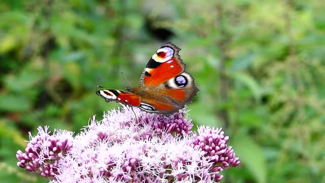 a Butterfly in a Flower