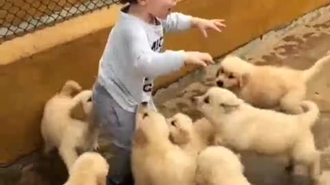 Dogs video funny dog video-cute video-sweet dog video