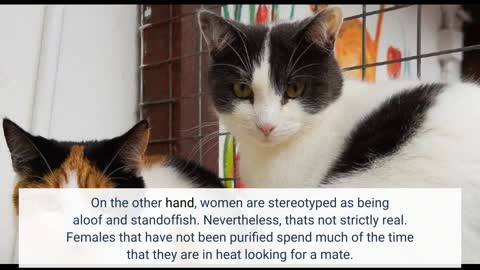 The 45-Second Trick For Female cat or male cat: What suits me? - HUNTER Magazine