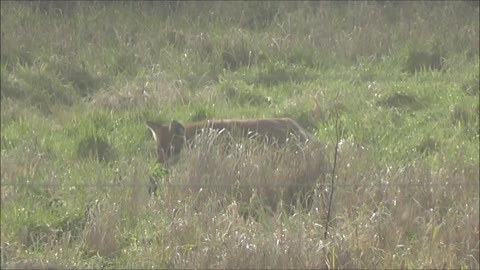 Fox Hunts for his Dinner