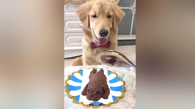 Pet Reaction to Cutting Cake.