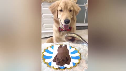 Pet Reaction to Cutting Cake.