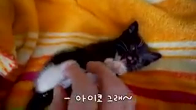 Cute Cat Part 25