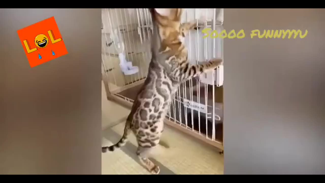 Funny Animals of 2023 Try Not to Laugh!!