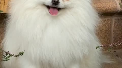 A Cute White Hairy Dog