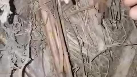 How to use garlic and gold to make a bat's nest close to moves with you, it will remain healthy