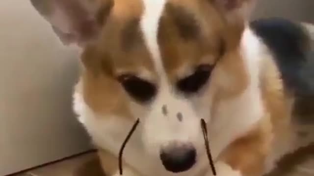 the dog likes to wear a very beautiful mirror