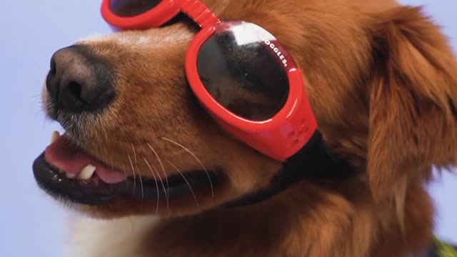 Dog With Shirt and Sunglasses I Funny Dog Video I Funny Pets