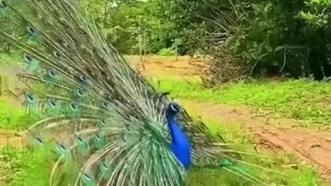 Beautiful Bird