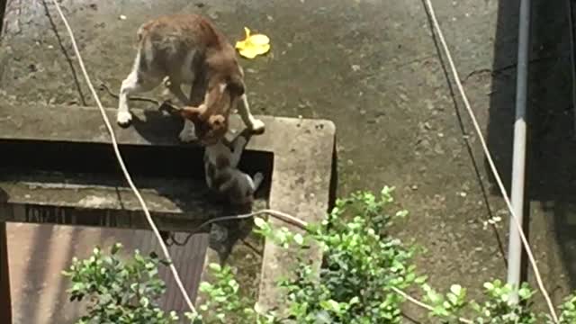 Mother Cat Carrying Kitten Makes Impressive Jump