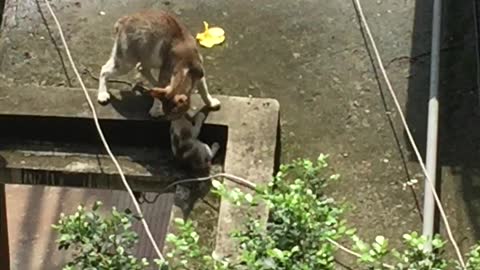 Mother Cat Carrying Kitten Makes Impressive Jump